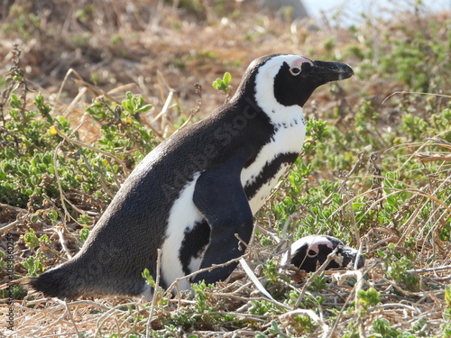 Close-up of playful penguins at Boulders Beach, South Africa, showcasing their unique black and white feathers. The natural setting highlights their charming expressions and lively behavior. photo