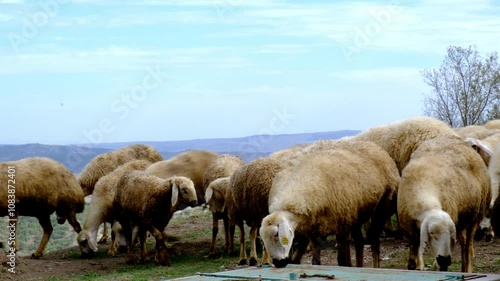 A group of sheep are drinking from a trough. The water is clear and calm. The sheep are all different sizes and colors photo