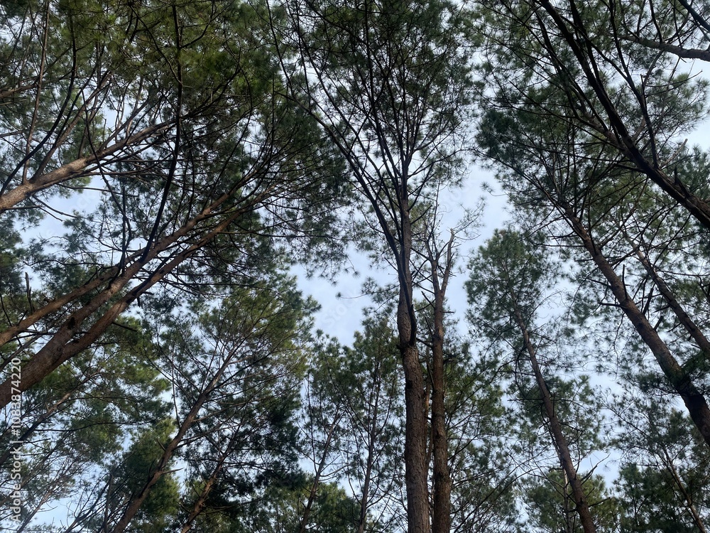 Fototapeta premium trees in the forest