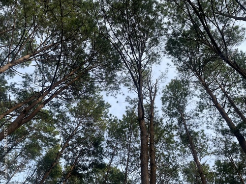 trees in the forest