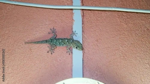 A grey Mediterranean house gecko near an outdoor wall lamp in the wait to catch some insects at night. photo