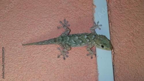 A grey Mediterranean house gecko near an outdoor wall lamp at night in the wait to catch some insects. 