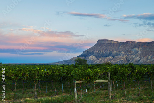 Mt Garfield Sunrise on the Palisade Colorado Vineyards