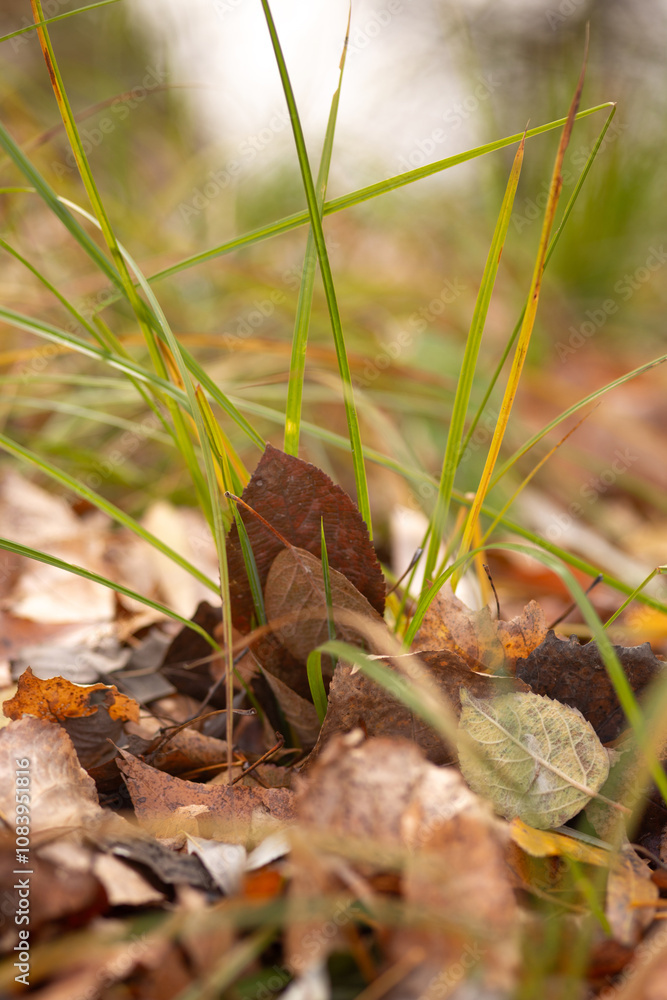 Fototapeta premium autumn leaves in the park