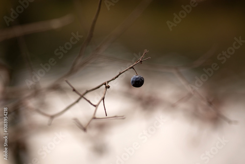 spider on a web