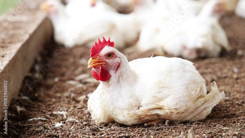 Chicken farming in India, Slow motion 4k video