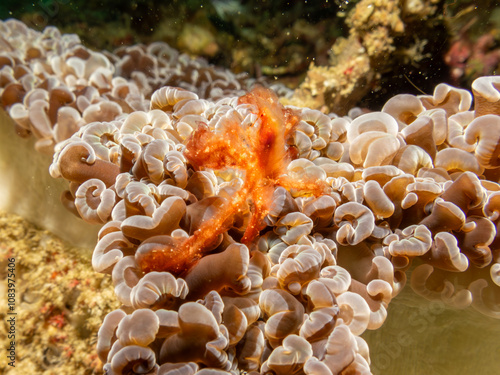 An Orangutan crab, Achaeus japonicus, on a sea anemone in Puerto Galera, Philippines. This is a species of Inachidae, spider crabs, or decorator crabs photo