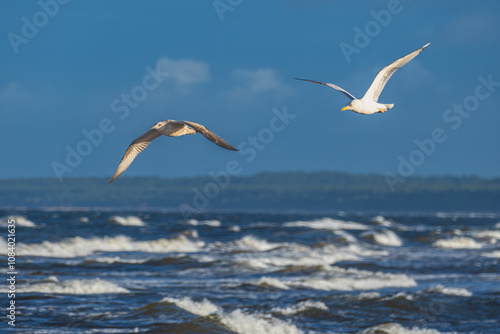 Two seagulls fly above sea waves. Beautiful seabird flight.