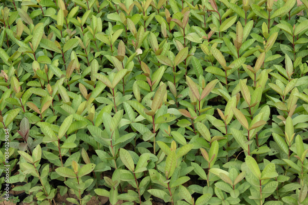 Obraz premium Young Guava Plant in Early Growth Stage