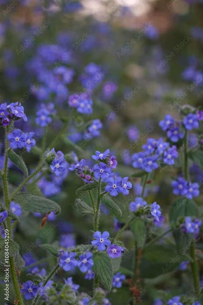 Obraz premium flowers in the garden