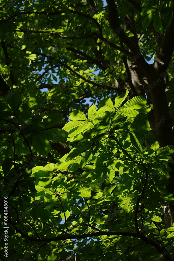 Fototapeta premium buckeye, horse chestnut