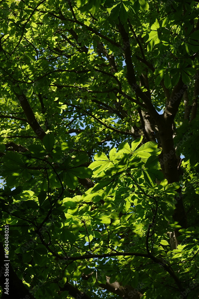 Fototapeta premium buckeye, horse chestnut