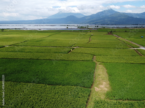 THE BEAUTY OF THE RICE FIELD LANDSCAPE ON THE EDGE OF RAWA PENING LAKE WHICH IS THE ROUTE OF THE AMBARAWA STATION STEAM TRAIN photo