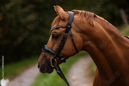 Chestnut Horse Portrait with Bridle in Natural Background