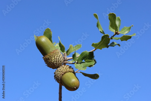 acorns and leaves of Quercus coccifera
 photo