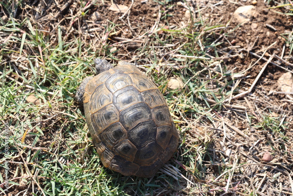 Obraz premium a turtle in the field