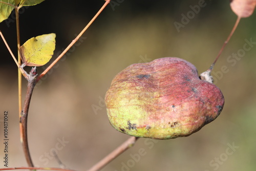 leaf galls of Pistacia terebinthus bush photo