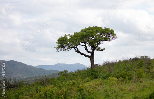 Acacia tree in African savannah, cloudy sky. Vachellia tortilis in South Africa photo