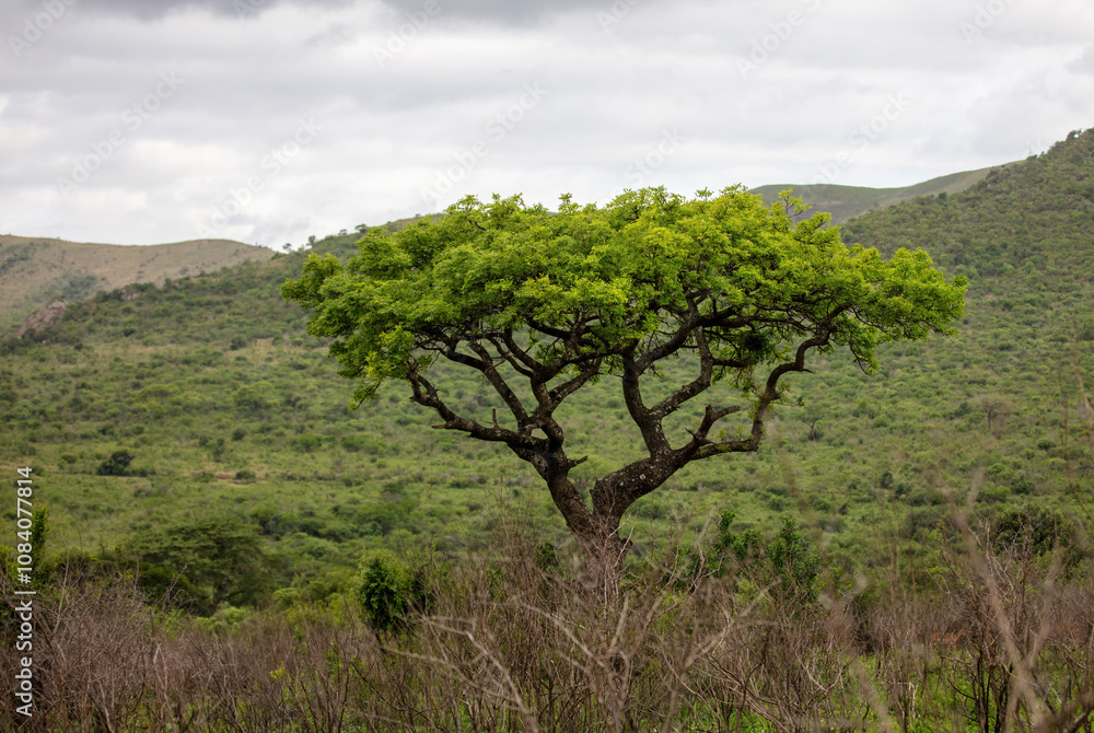 Fototapeta premium Acacia tree in African savannah, cloudy sky. Vachellia tortilis in South Africa