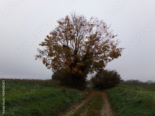 Paysage d'automne avec un arbre photo