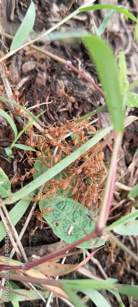 Fototapeta premium Ants colony in the ground