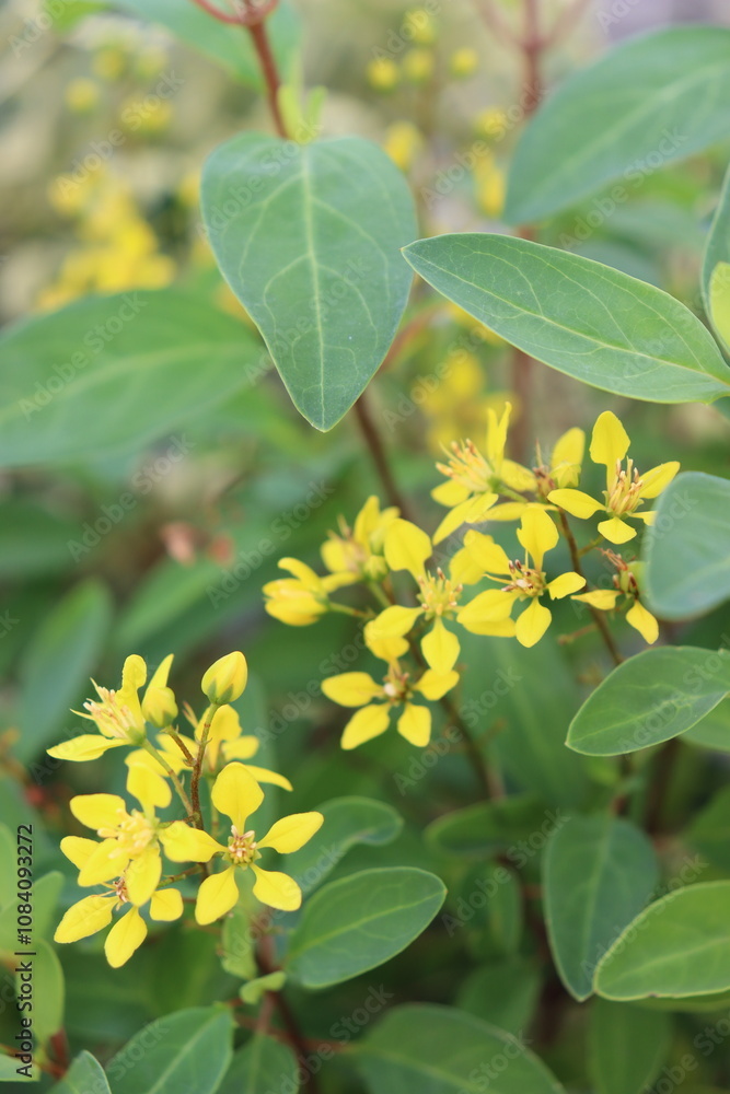 Obraz premium yellow small flowers so cute
