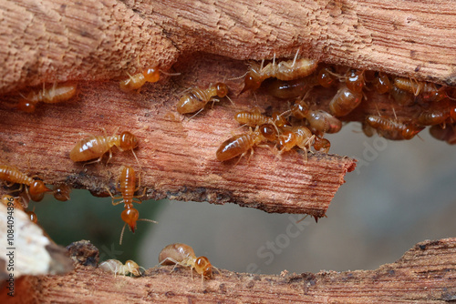 Termites are small insects that live in underground nests and termite mounds. Termites can consume wooden structures of a house and other parts such as wooden floors, windows, doors, and furniture. photo