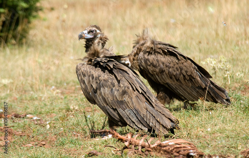 Vautour moine, .Aegypius monachus, Cinereous Vulture, Parc naturel régional des grands causses 48, Lozere, France photo