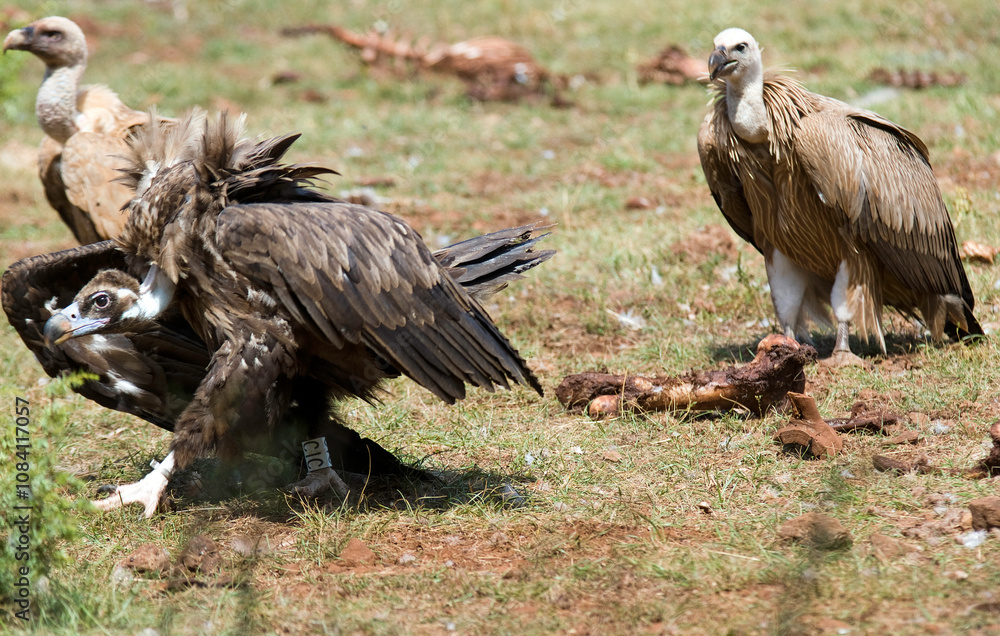 Fototapeta premium Vautour moine, .Aegypius monachus, Cinereous Vulture, Vautour fauve,.Gyps fulvus, Griffon Vulture, Parc naturel régional des grands causses 48, Lozere, France