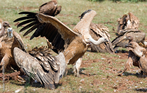 Vautour fauve,.Gyps fulvus, Griffon Vulture, Parc naturel régional des grands causses 48, Lozere, France photo