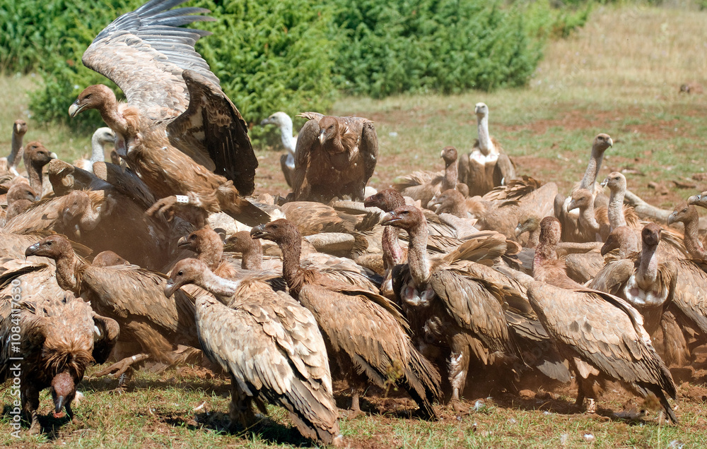 Obraz premium Vautour fauve,.Gyps fulvus, Griffon Vulture, Parc naturel régional des grands causses 48, Lozere, France
