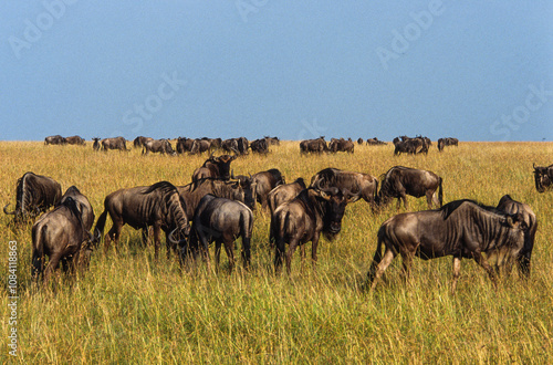 Gnou à queue noire, Connochaetes taurinus, migration, Parc national de Masai Mara, Kenya, Afrique de l'Est photo