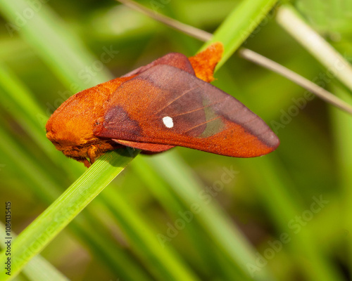 Macro of a male pink-striped oakworm moth, Anisota virginiensis, on a blade of grass. Shows face, wings, transparency, hairs, and coloration. Horizontal photo