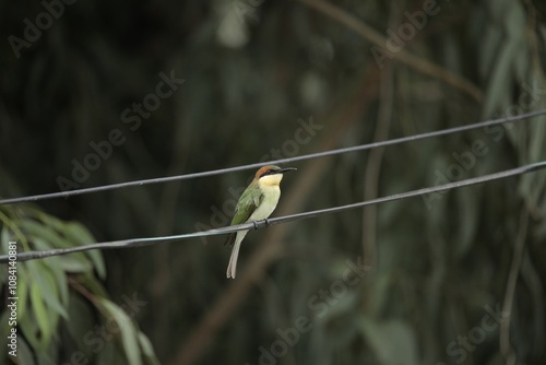 A chestnut headed bee eater sitting on an electric cable