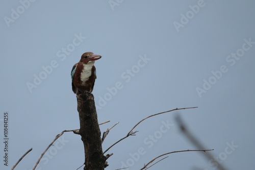 A white throated king fisher perched on top of a log with its catch, an insect