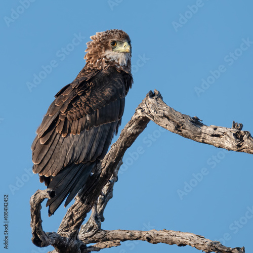 Juvenile Bateleur eagle perched high on a dead branch scanning the surroundings