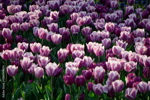 紫のチューリップ