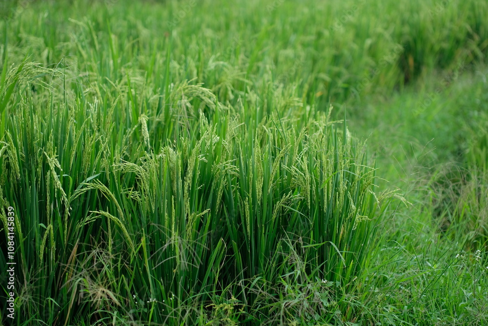 Obraz premium Rice fields - close up details of paddy plants in the fields, paddy ready to be harvested, broad paddy fields