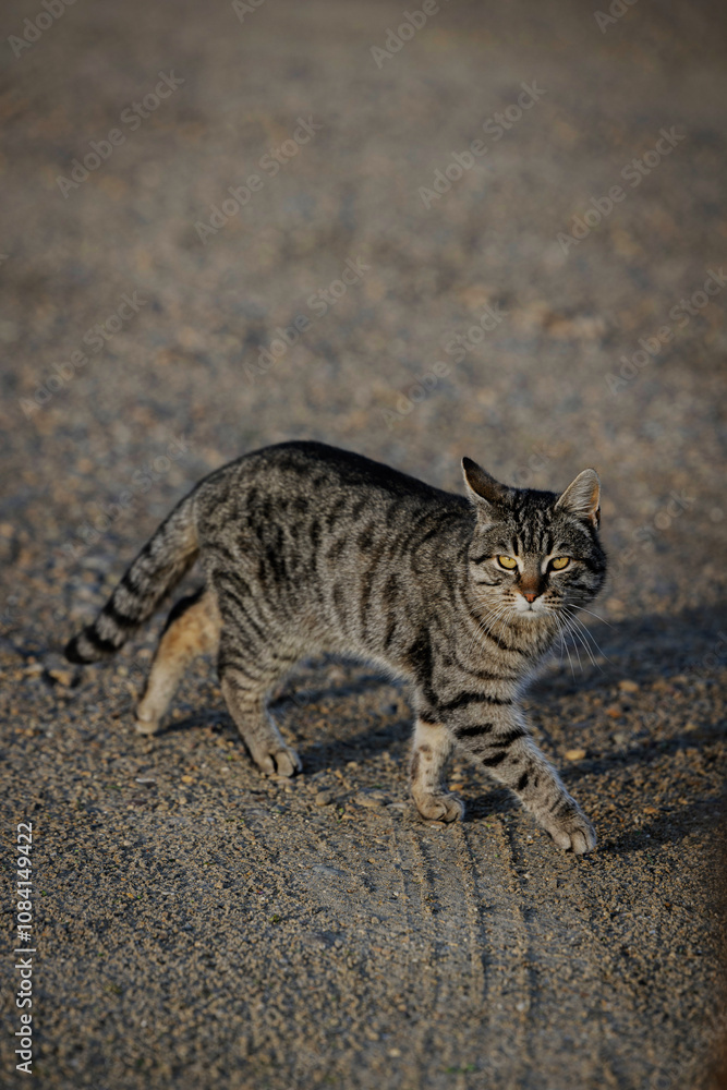 Obraz premium Curious Tabby Cat Walking on a Gravel Path Outdoors