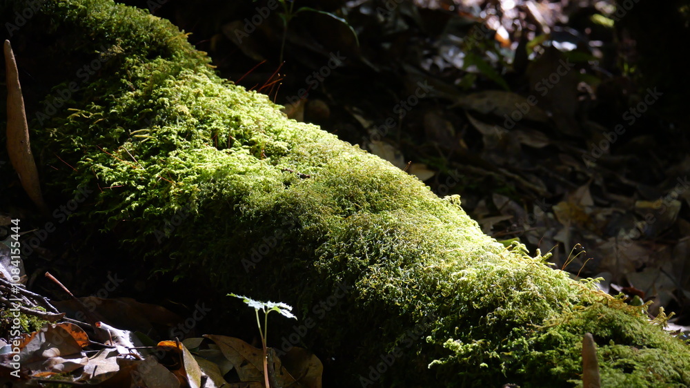 Obraz premium moss on the tree