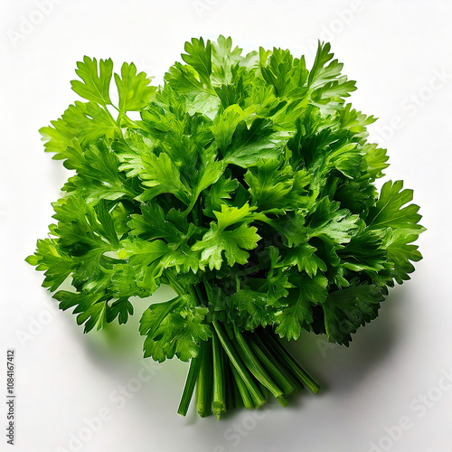Small Bunch of Curly Parsley with Textured Leaves