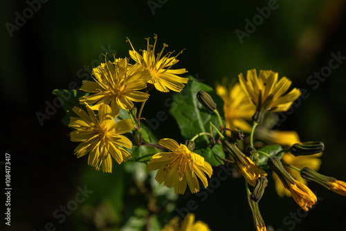 Youngia denticulata with many small yellow flowers photo