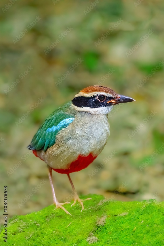 Fototapeta premium common kingfisher on the ground
