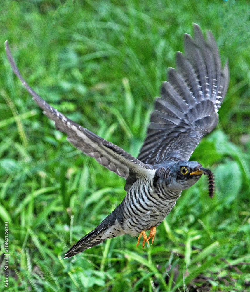 Fototapeta premium common buzzard buteo