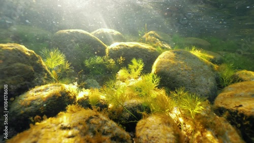 Short stems of pond water-crowfoot aquatic plant swaying in wavy shore water in autumn.