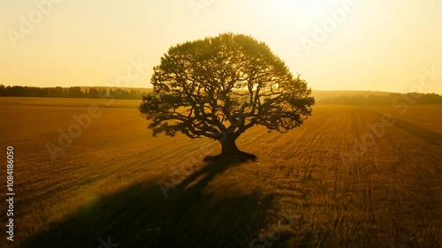 Close-up video of a lone tree at golden hour, zooming out to reveal a warm, sunlit field