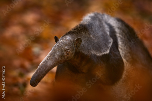 Anteater, cute animal portrait from Brazil. Giant Anteater, Myrmecophaga tridactyla, animal with long tail and log muzzle nose, Pantanal, Brazil. Wildlife scene, wild nature gress meadow. photo