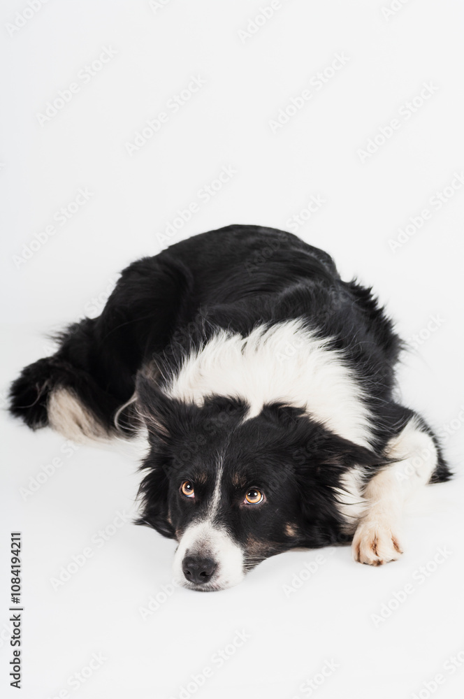 Fototapeta premium cute bordercollie laying down looking sad in studio