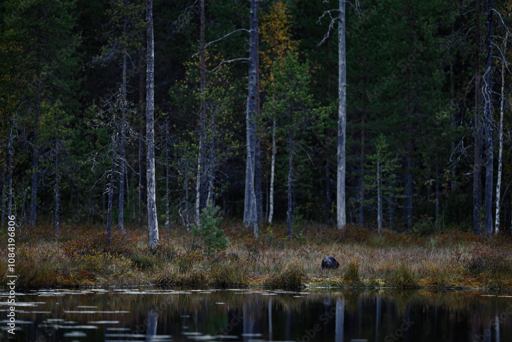 Obraz premium Taiga forest with wolverine. Finland wildlife. Wolverine in autumn forest lake habitat. Animal running in fall golden grass. Wolverine behaviour in habitat, Finland taiga. Wildlife scene from nature.