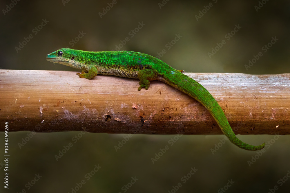 Fototapeta premium Island day gecko, Phelsuma nigristriata, endemic lizard to Mayotte island, Comoros, Indian Ocean. Green gecko in the nature habitat. forest branch, Comoros, nature wildlife.